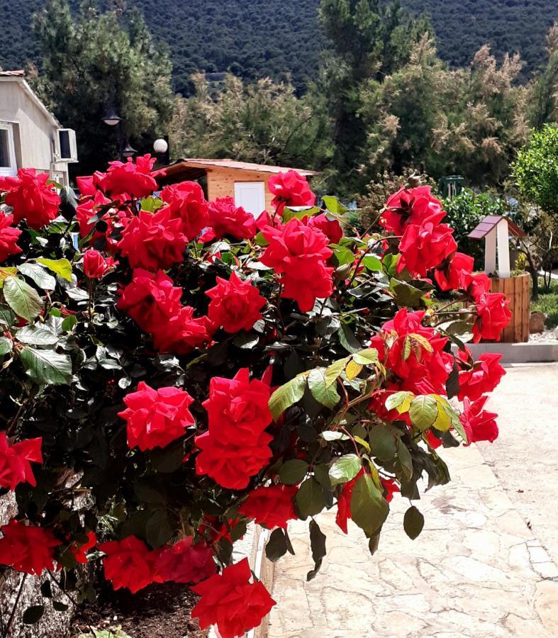 Open Sea Apartmani Grebaštica Dış mekan fotoğraf